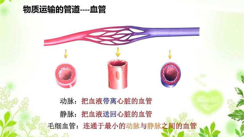 5.3.1 人体内的物质运输 课件PPT+视频04