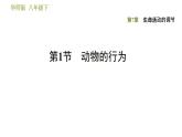 華師版八年級下冊科學(xué)習(xí)題課件 第7章 7.1  動物的行為0