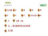 浙教版八年级下册科学习题课件 第3章 3.4.2 二氧化碳的制取