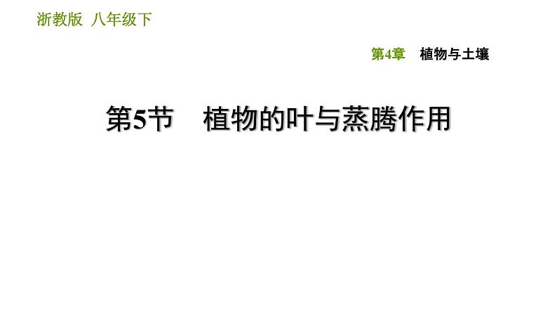 浙教版八年级下册科学习题课件 第4章 4.5 植物的叶与蒸腾作用01