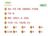 浙教版八年级下册科学习题课件 第4章 4.5 植物的叶与蒸腾作用