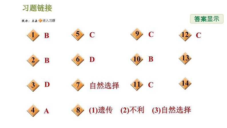 华师版九年级下册科学课件 第2章 2.3 生物进化02