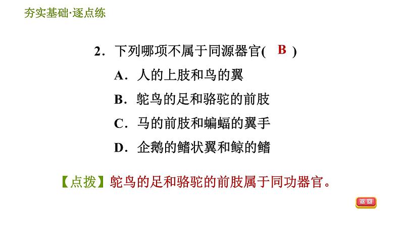 华师版九年级下册科学课件 第2章 2.3 生物进化04