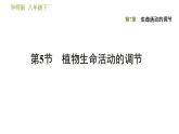 华师版八年级下册科学习题课件 第7章 7.5  植物生命活动的调节0