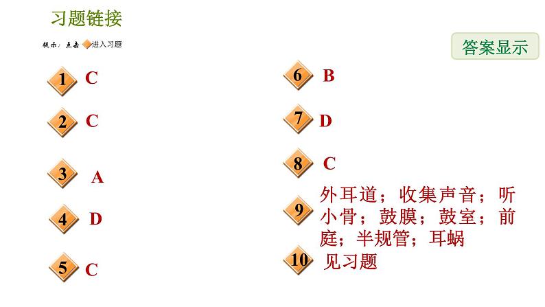 耳与听觉PPT课件免费下载02