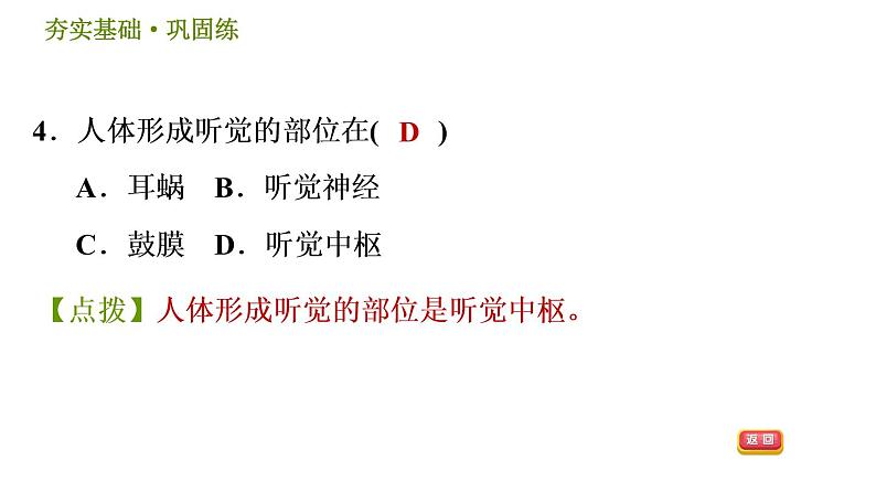 耳与听觉PPT课件免费下载07