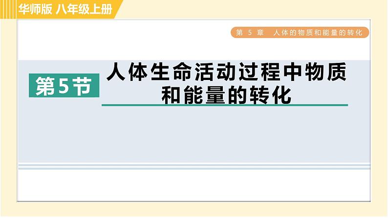 华师版B本八年级上册科学习题课件 第5章 5.5 人体生命活动过程中物质和能量的转化01