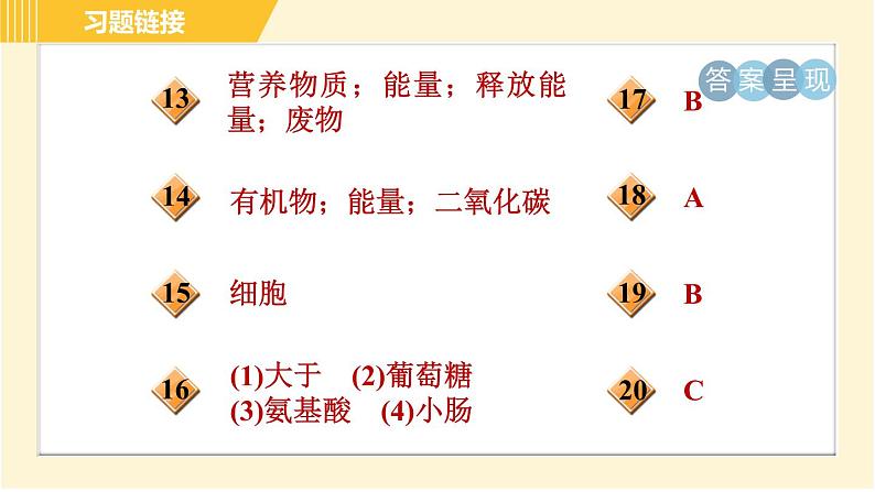 华师版B本八年级上册科学习题课件 第5章 5.5 人体生命活动过程中物质和能量的转化03