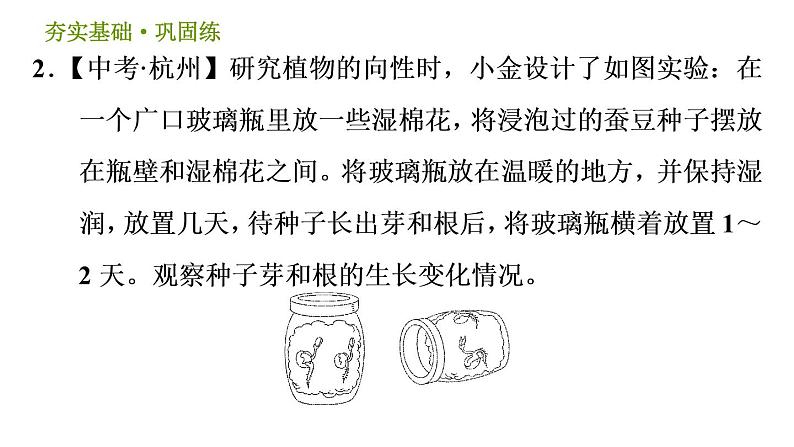 浙教版B本八年级上册科学习题课件 第3章 3.1 植物生命活动的调节04