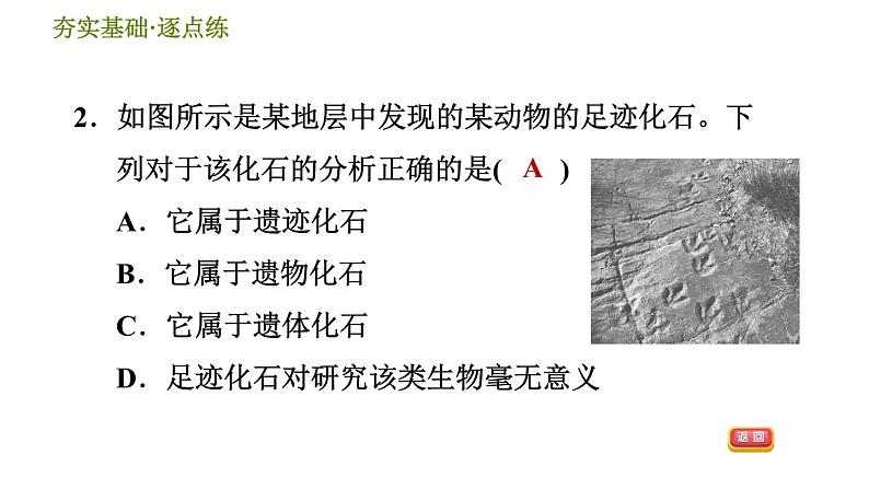 浙教版九年级下册科学课件 第1章 1.4.1 化石告诉我们什么第4页