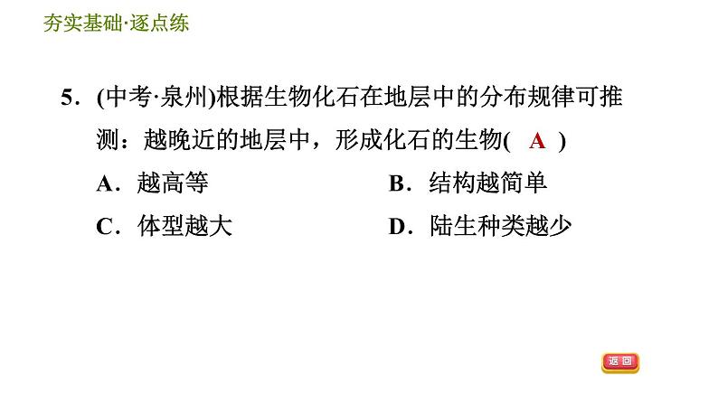 浙教版九年级下册科学课件 第1章 1.4.1 化石告诉我们什么第7页