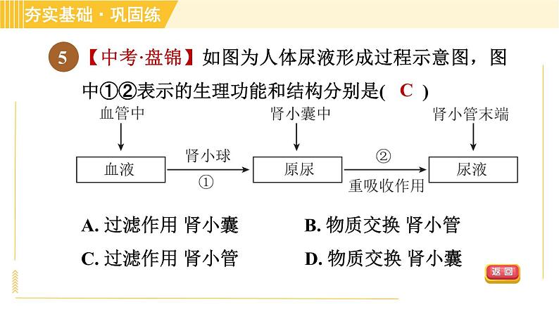 华师版八年级上册科学习题课件 第5章 5.4.2 尿的生成和排出第8页