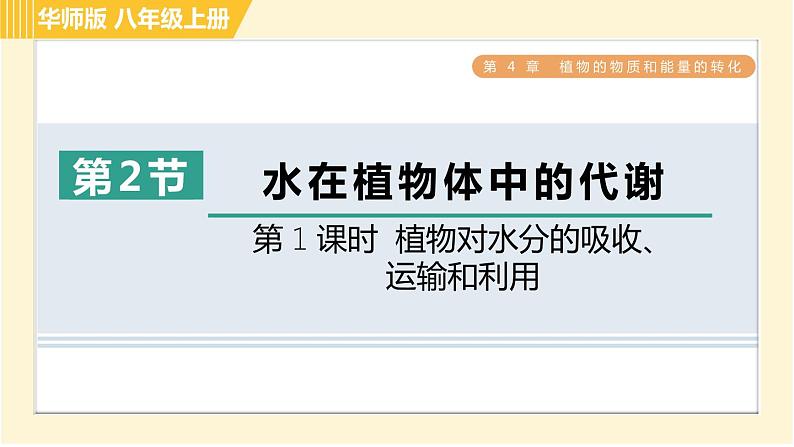 华师版八年级上册科学习题课件 第4章 4.2.1 植物对水分的吸收、运输和利用01