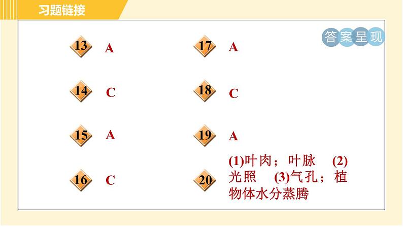 华师版八年级上册科学习题课件 第4章 4.1.3 叶的形态结构和功能第3页