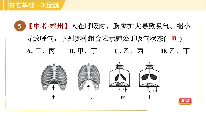 华师版八年级上册科学习题课件 第5章 5.2.2 呼吸运动和气体交换第8页