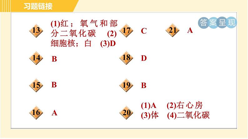 华师版八年级上册科学习题课件 第5章 5.3.2 血液和血液循环03