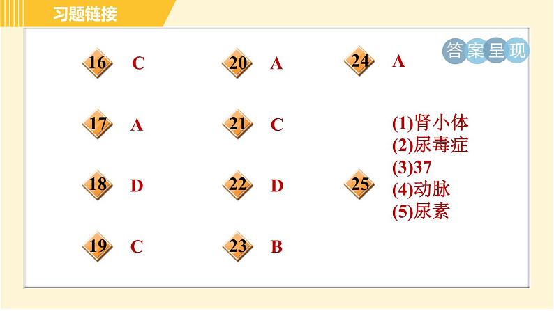 人体的排泄PPT课件免费下载03