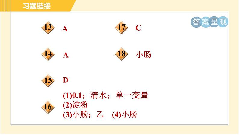 食物的消化和吸收PPT课件免费下载03