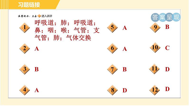 华师版B本八年级上册科学习题课件 第5章 5.2.1 呼吸系统的组成和结构02