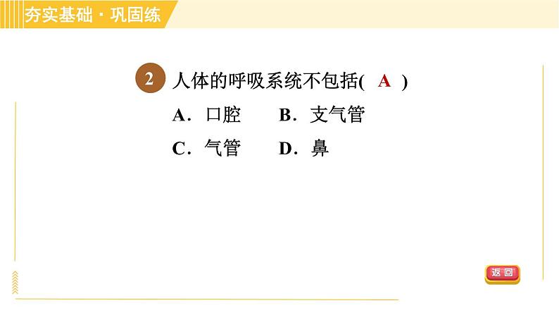 华师版B本八年级上册科学习题课件 第5章 5.2.1 呼吸系统的组成和结构06