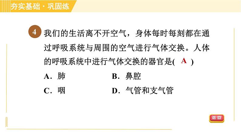 华师版B本八年级上册科学习题课件 第5章 5.2.1 呼吸系统的组成和结构08