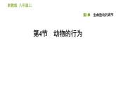 浙教版B本八年级上册科学习题课件 第3章 3.4 动物的行为