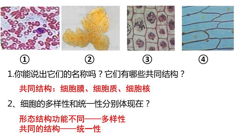 1.2细胞的统一性和多样性课件PPT02