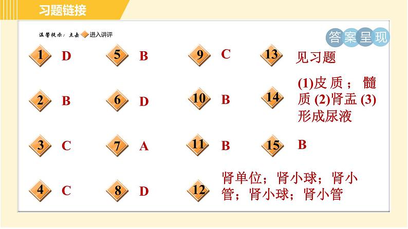 华师版B本八年级上册科学习题课件 第5章 5.4.1 泌尿系统的结构第2页