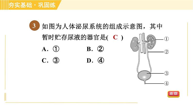 华师版B本八年级上册科学习题课件 第5章 5.4.1 泌尿系统的结构第6页