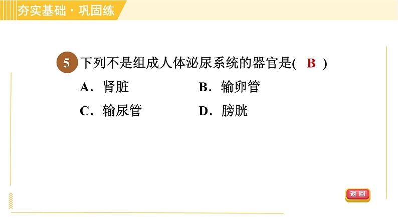 华师版B本八年级上册科学习题课件 第5章 5.4.1 泌尿系统的结构第8页