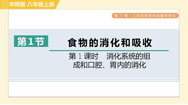 华师版B本八年级上册科学习题课件 第5章 5.1.1 消化系统的组成和口腔、胃内的消化第1页