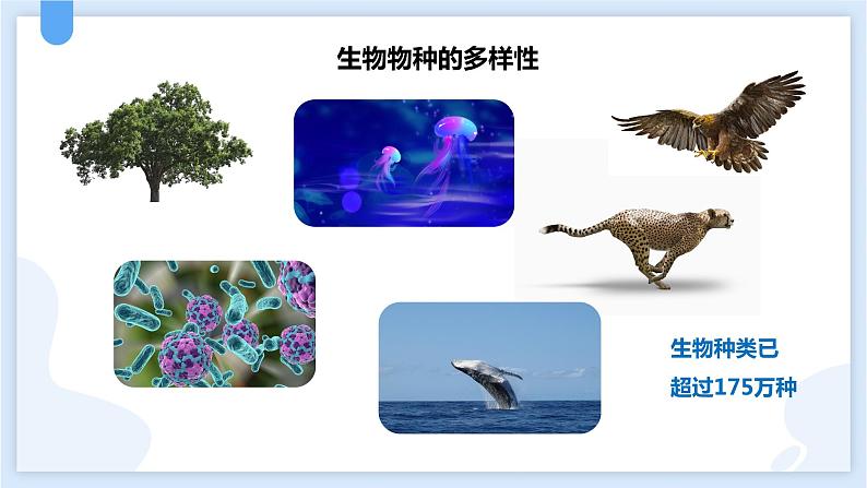 2.6物种的多样性第二课时课件---2021—2022学年浙教版七上科学03