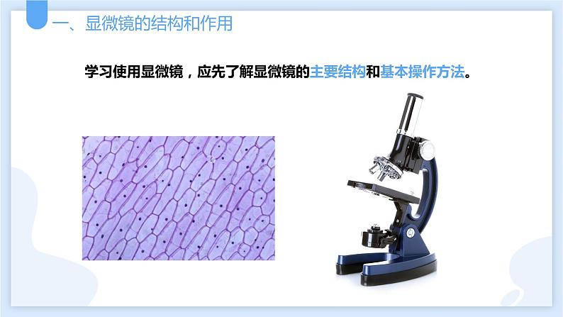 2.2细胞第二课时课件---2021—2022学年浙教版七上科学03