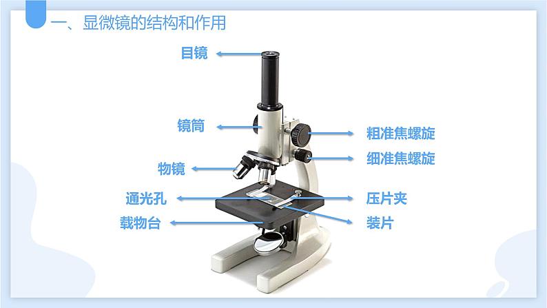 2.2细胞第二课时课件---2021—2022学年浙教版七上科学04