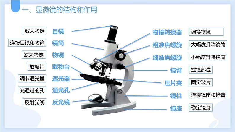 2.2细胞第二课时课件---2021—2022学年浙教版七上科学08