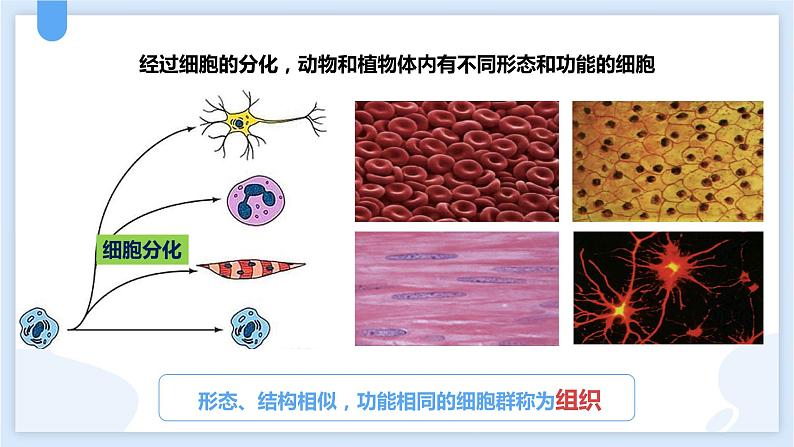 2.3生物体的结构层次第二课时课件---2021—2022学年浙教版七上科学03