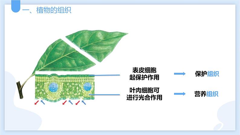 2.3生物体的结构层次第二课时课件---2021—2022学年浙教版七上科学04