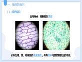 2.3生物体的结构层次第二课时课件---2021—2022学年浙教版七上科学