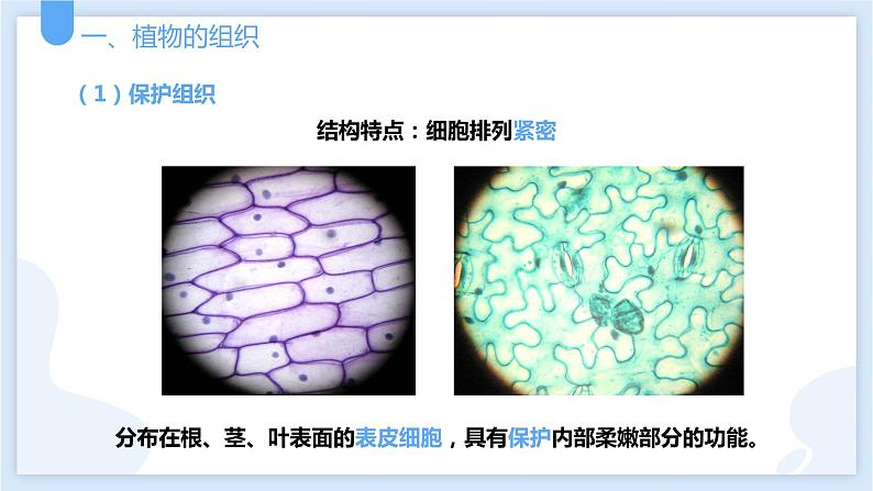 2.3生物体的结构层次第二课时课件---2021—2022学年浙教版七上科学05