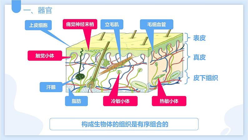 2.3生物体的结构层次第三课时课件---2021—2022学年浙教版七上科学第3页