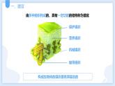 2.3生物体的结构层次第三课时课件---2021—2022学年浙教版七上科学