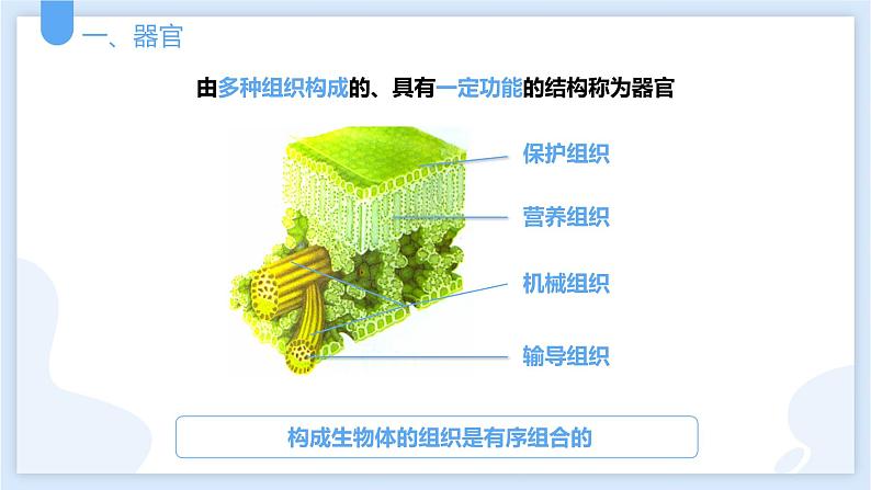 2.3生物体的结构层次第三课时课件---2021—2022学年浙教版七上科学第4页