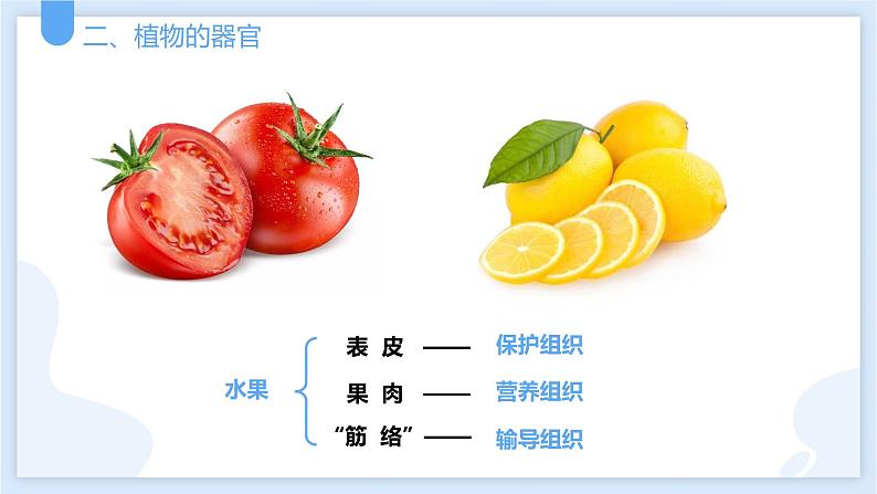 2.3生物体的结构层次第三课时课件---2021—2022学年浙教版七上科学第5页