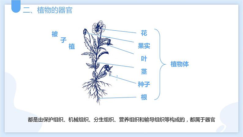 2.3生物体的结构层次第三课时课件---2021—2022学年浙教版七上科学第6页