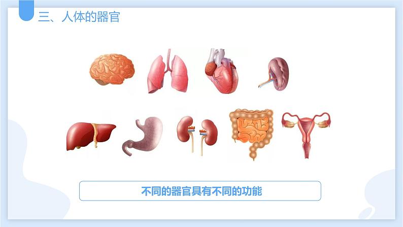 2.3生物体的结构层次第三课时课件---2021—2022学年浙教版七上科学第8页