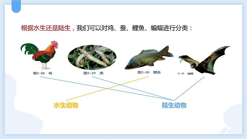 2.4常见的动物第一课时课件---2021—2022学年浙教版七上科学04