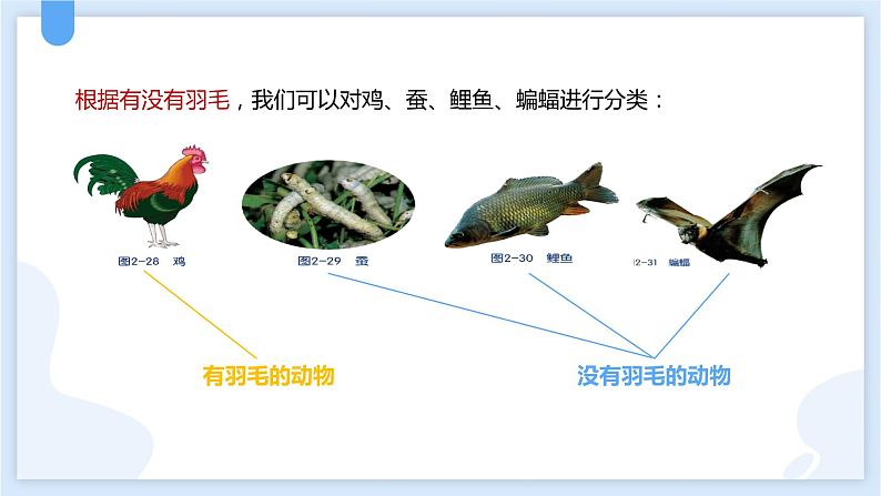 2.4常见的动物第一课时课件---2021—2022学年浙教版七上科学05