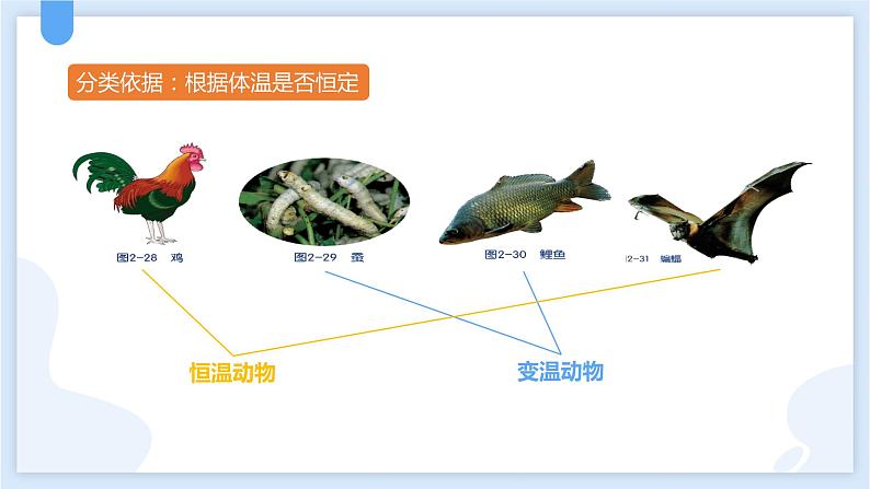 2.4常见的动物第一课时课件---2021—2022学年浙教版七上科学07