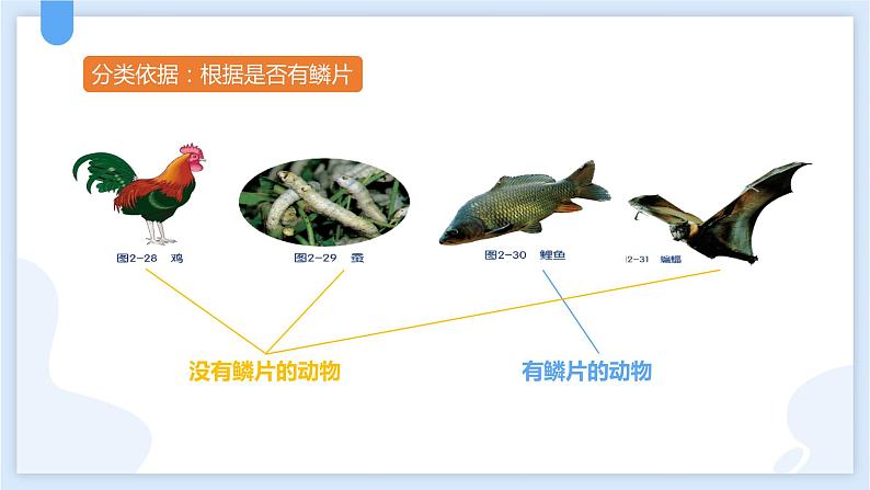 2.4常见的动物第一课时课件---2021—2022学年浙教版七上科学08