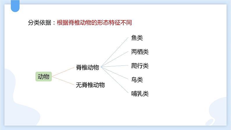 2.4常见的动物第二课时课件---2021—2022学年浙教版七上科学03